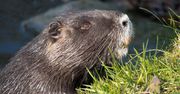 Bobry powinny być jadalne, uważa minister. Bo "ich płetwy to afrodyzjaki"
