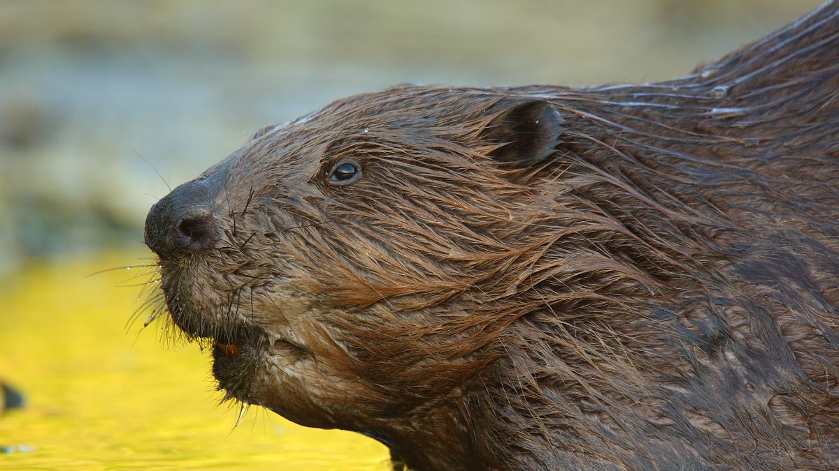 Zakończył się remont drogi wojewódzkiej nr 449 w wielkopolskiej miejscowości Palaty. Trasę zniszczyły bobry.