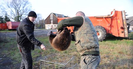 Spór o zabijanie bobrów. "Robią za darmo to, co ludzie za miliony"