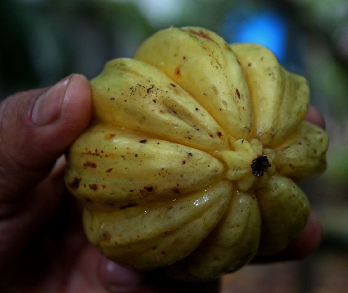 Garcinia Cambogia – właściwości i zagrożenia