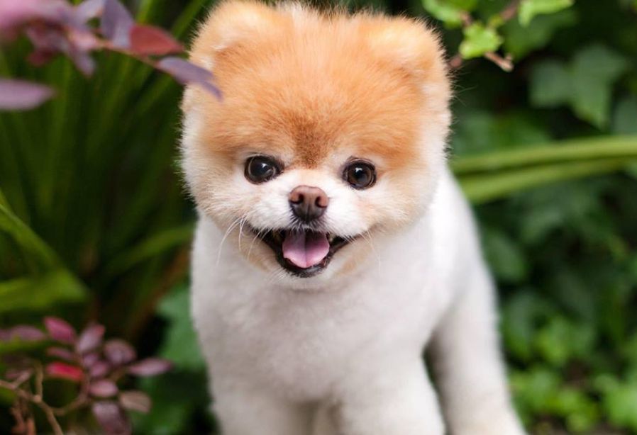 Nie żyje Boo, „najsłodszy pies na świecie”