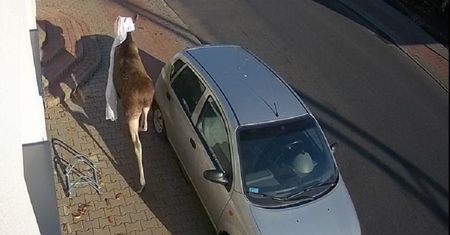 Łoś wskoczył do domu przez okno. Lokatorka trafiła do szpitala