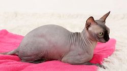 Oryginalne rasy kotów - zdrowie, pielęgnacja, zdjęcia