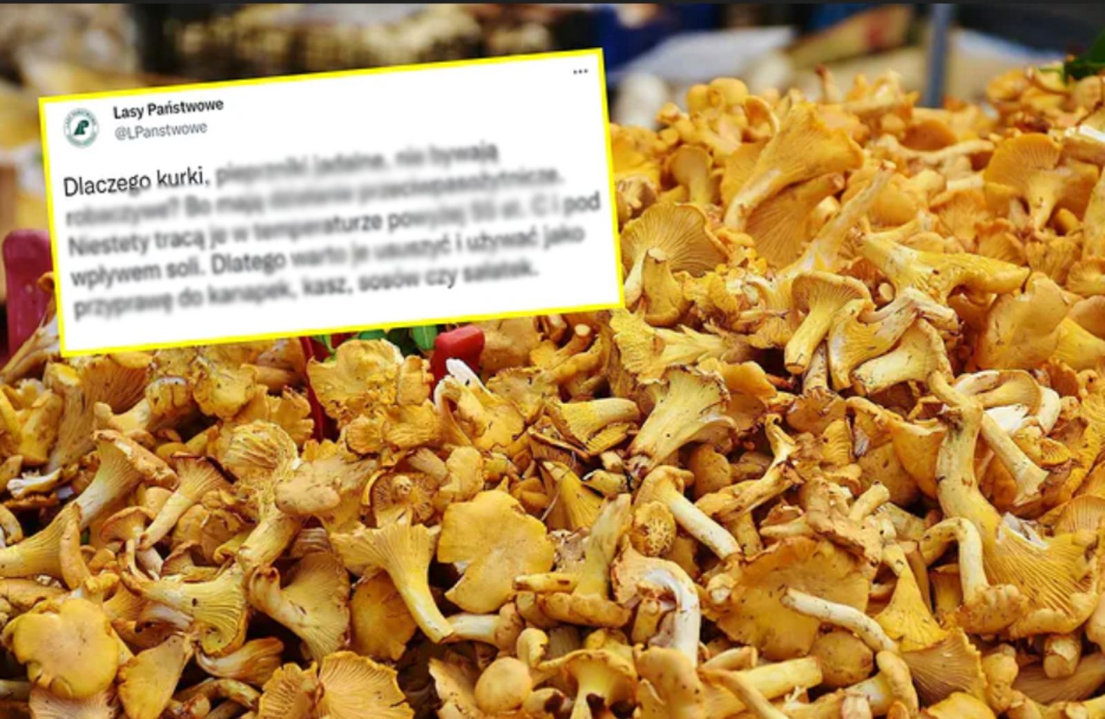 Leśnicy dali internautom kolejną lekcję