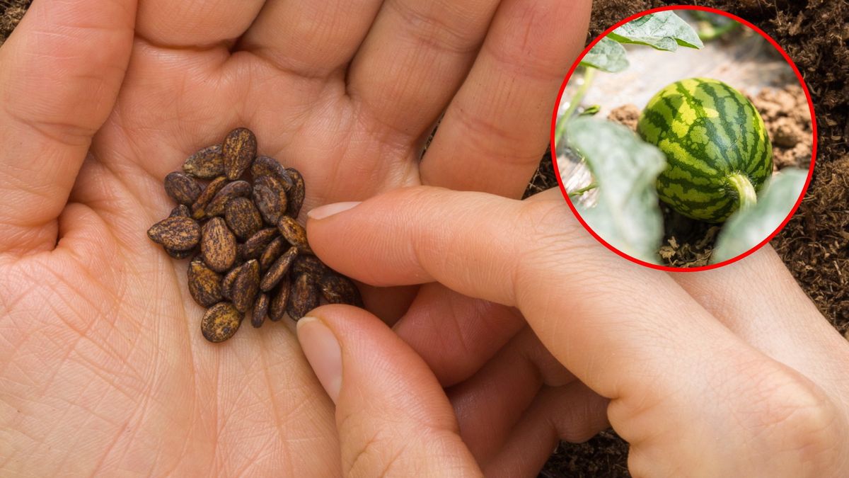 Kiedy siać arbuza na rozsadę?