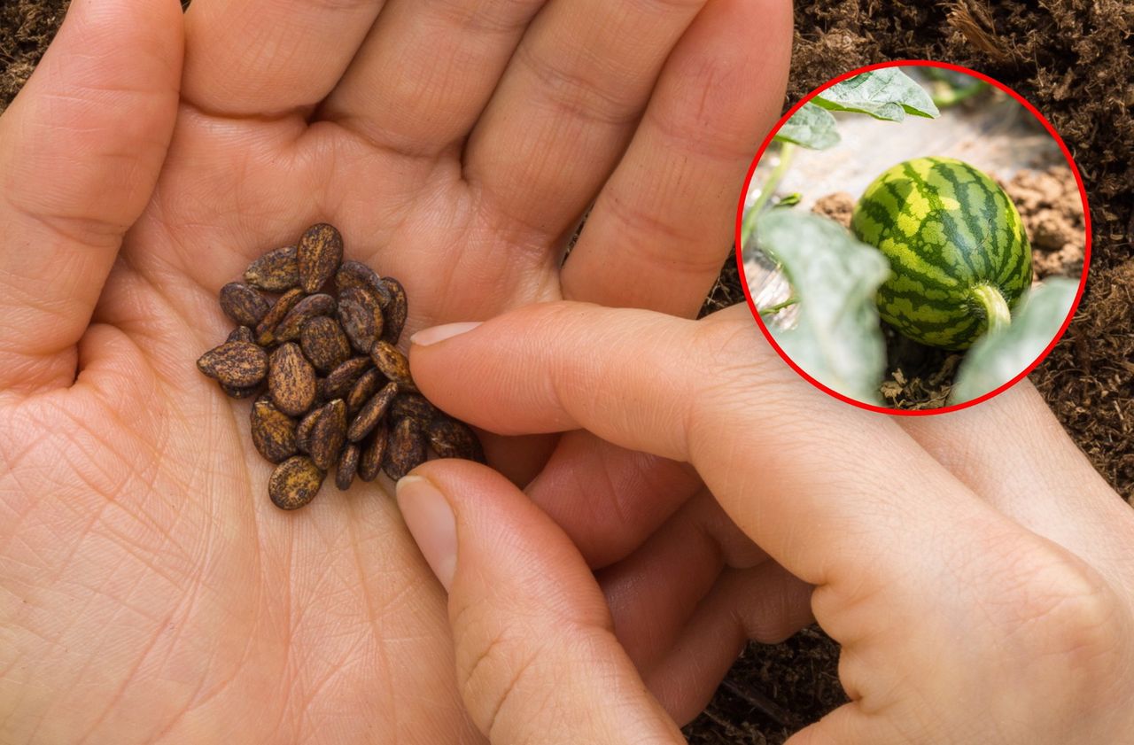 Kiedy siać arbuza na rozsadę? Ważna zasada, która wpływa na plony