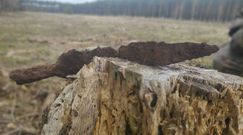 Niesamowite odkrycie pod Nieszawką. Może mieć ponad 2500 lat