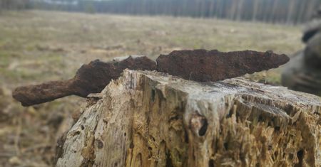 Celtyckie pamiątki. Wyjątkowe znalezisko w Nadleśnictwie Cierpiszewo