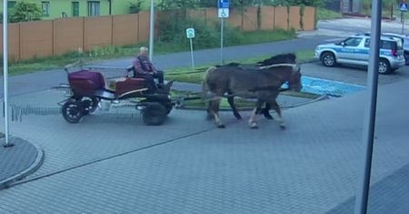 Konie przywiozły pijanego woźnicę na Komendę.