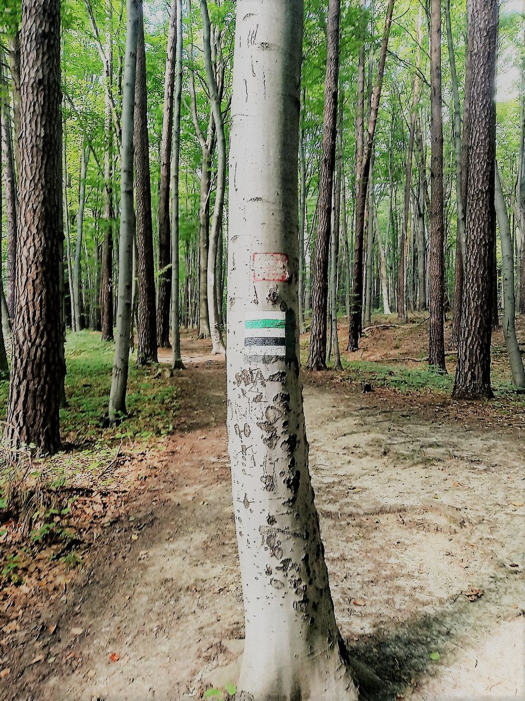 Kolory i oznaczenia szlaków