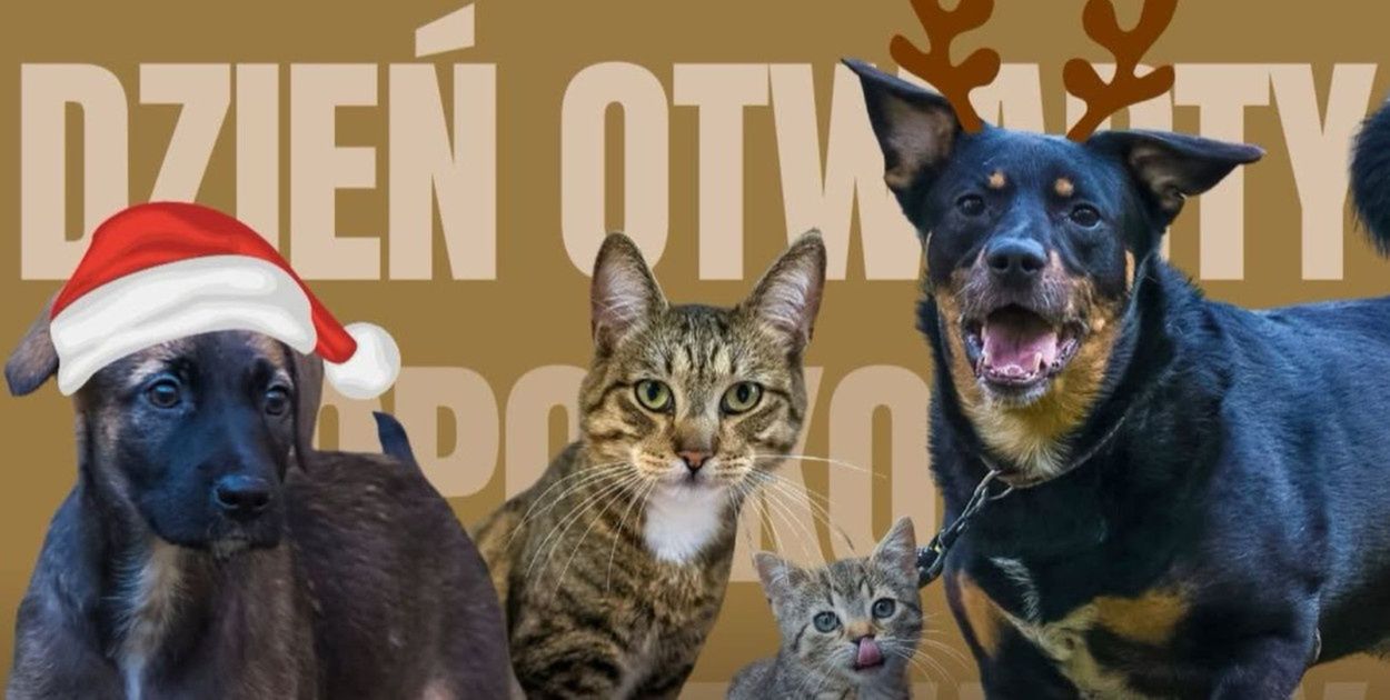 Sopot: Przedświąteczne spotkanie i dzień otwarty w schronisku