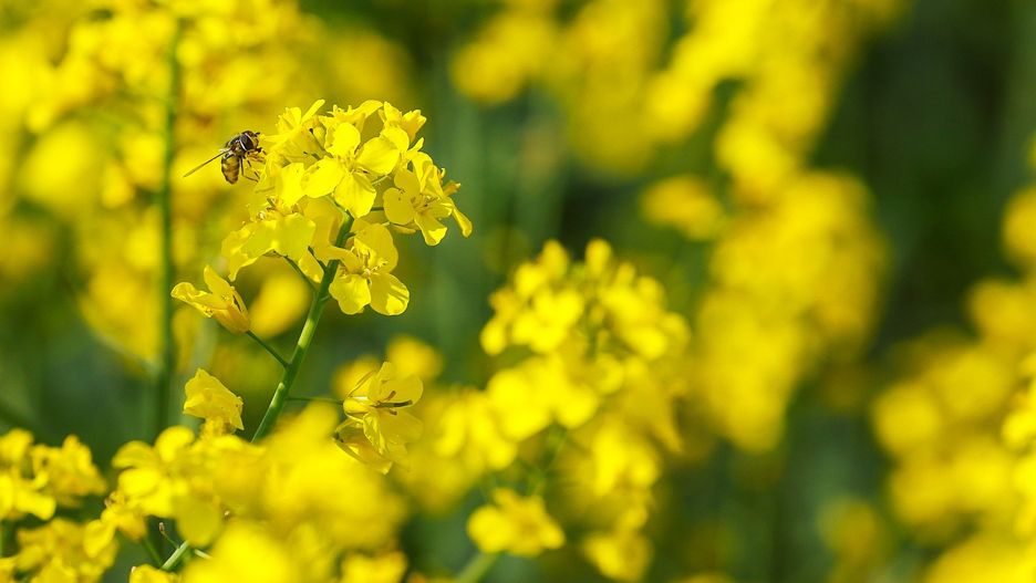 rzepak , pole rzepaku