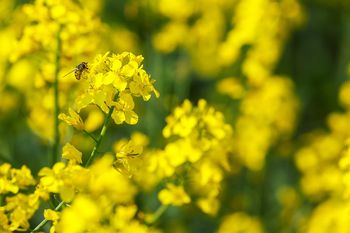 Najpierw ostrzeżenia, potem spokojny weekend. Można planować prace w polu