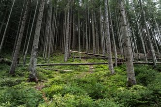 Alarmujący raport o zasobach przyrody. Zostało nam 31 proc. "żyjącej planety"