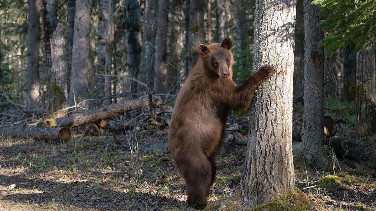 Fotograf stanął oko w oko z niedźwiedziem. Nagrywał, a zwierzę szło za nim 1