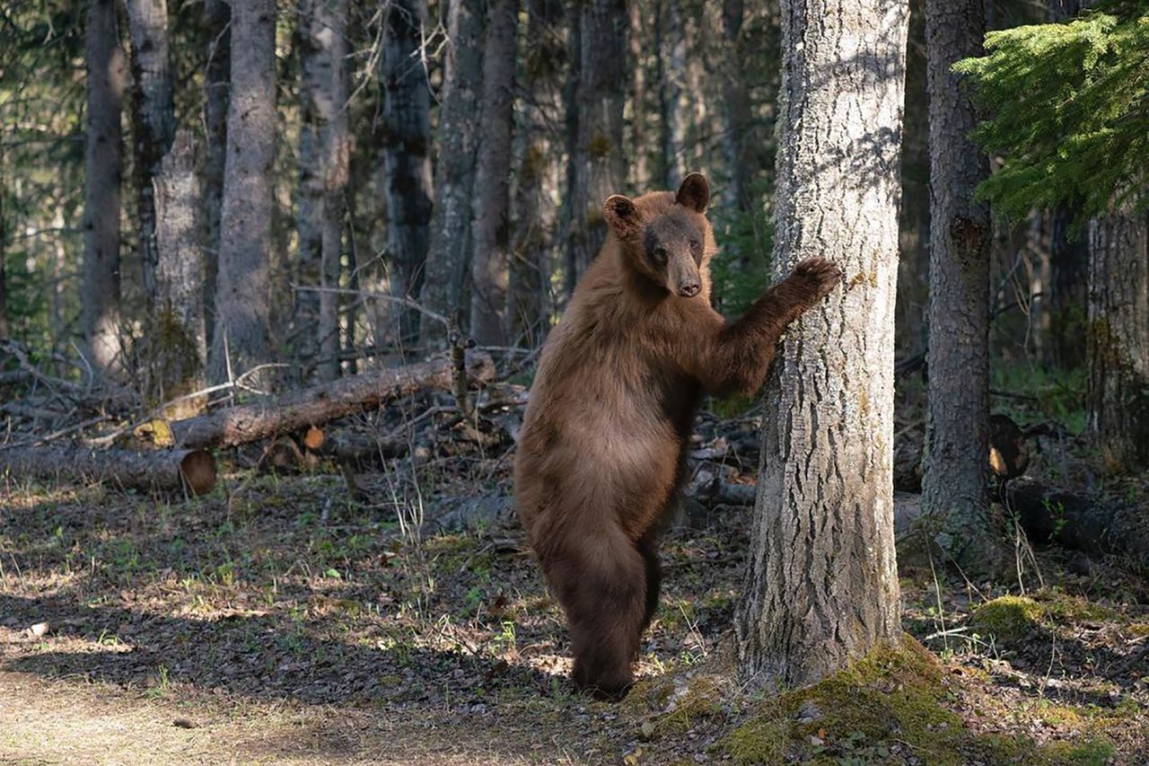 Fotograf stanął oko w oko z niedźwiedziem. Nagrywał, a zwierzę szło za nim