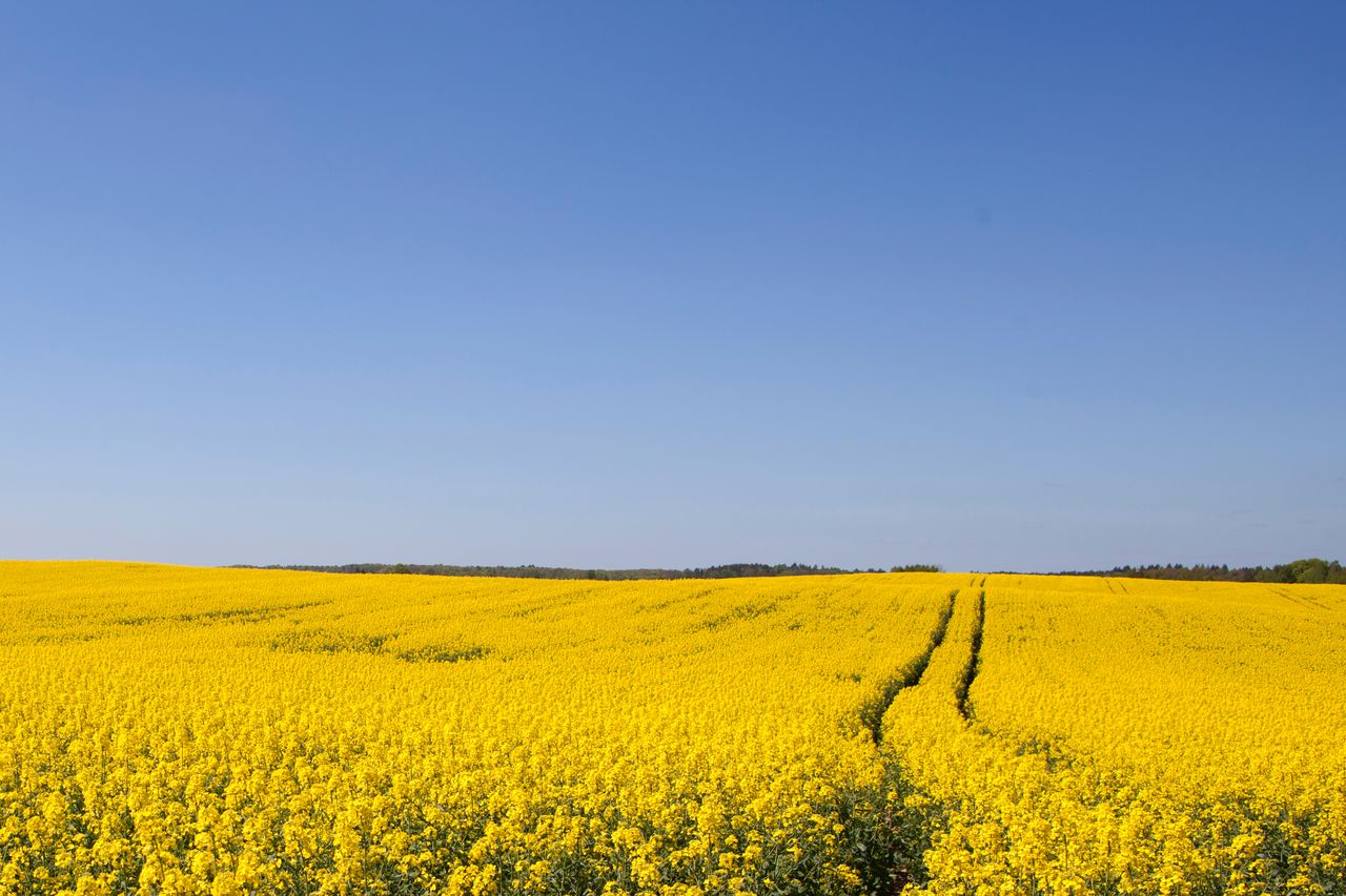 Ukrainian flag, landscape - yellow & blue.