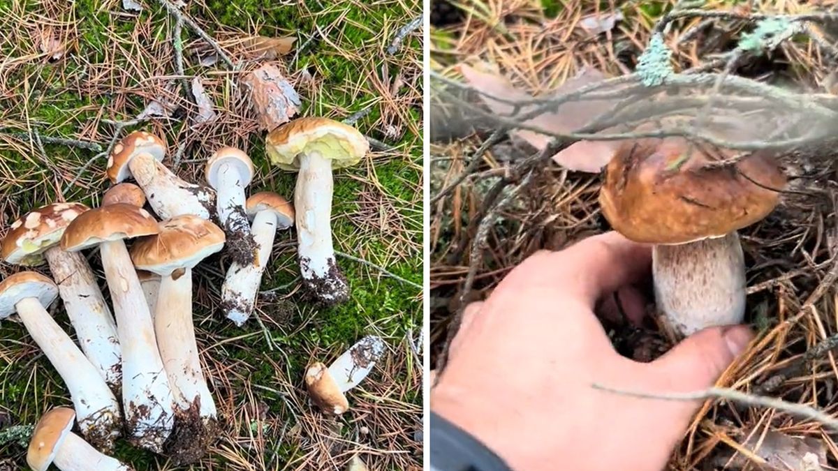 Tiktoker zaskoczony wysypem grzybów. "Gdzie się nie rozejrzę to kolejna sztuka"