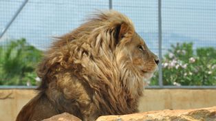 Gdańsk: Światowy Dzień Lwa w zoo. Tłumy na karmieniu Arco i jego rodziny