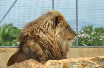Gdańsk: Światowy Dzień Lwa w zoo. Tłumy na karmieniu Arco i jego rodziny