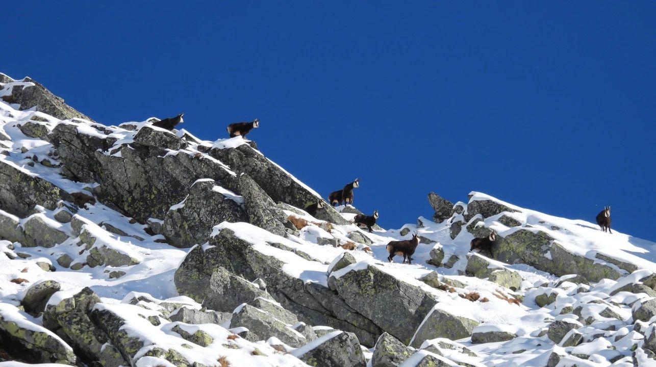 Liczenie kozic w Tatrach 2025