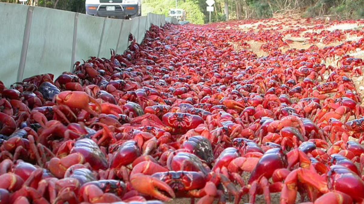 Hipnotyzujący moment. Miliony krabów na ulicach