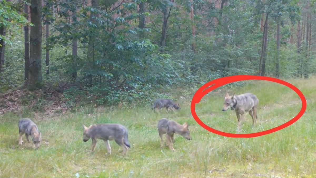 Śmierć wilczycy Minki. Naukowcy: "To musiało być kłusownictwo"