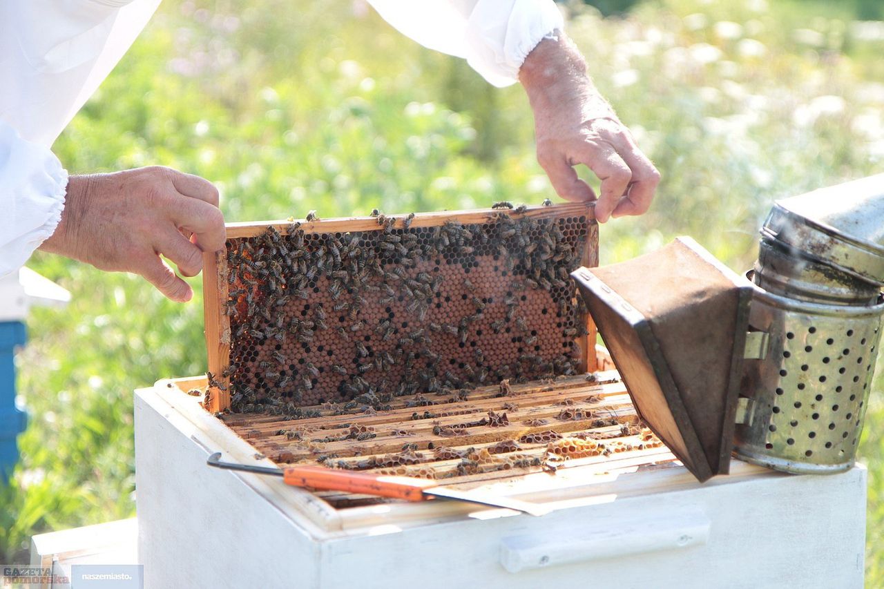 Pieniądze na ule i pokazowe pasieki. Rusza kolejna pomoc dla pszczelarzy