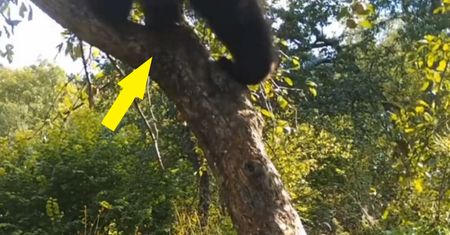Nagrali to w polskim lesie. Chwycił za drzewo i na nie wszedł