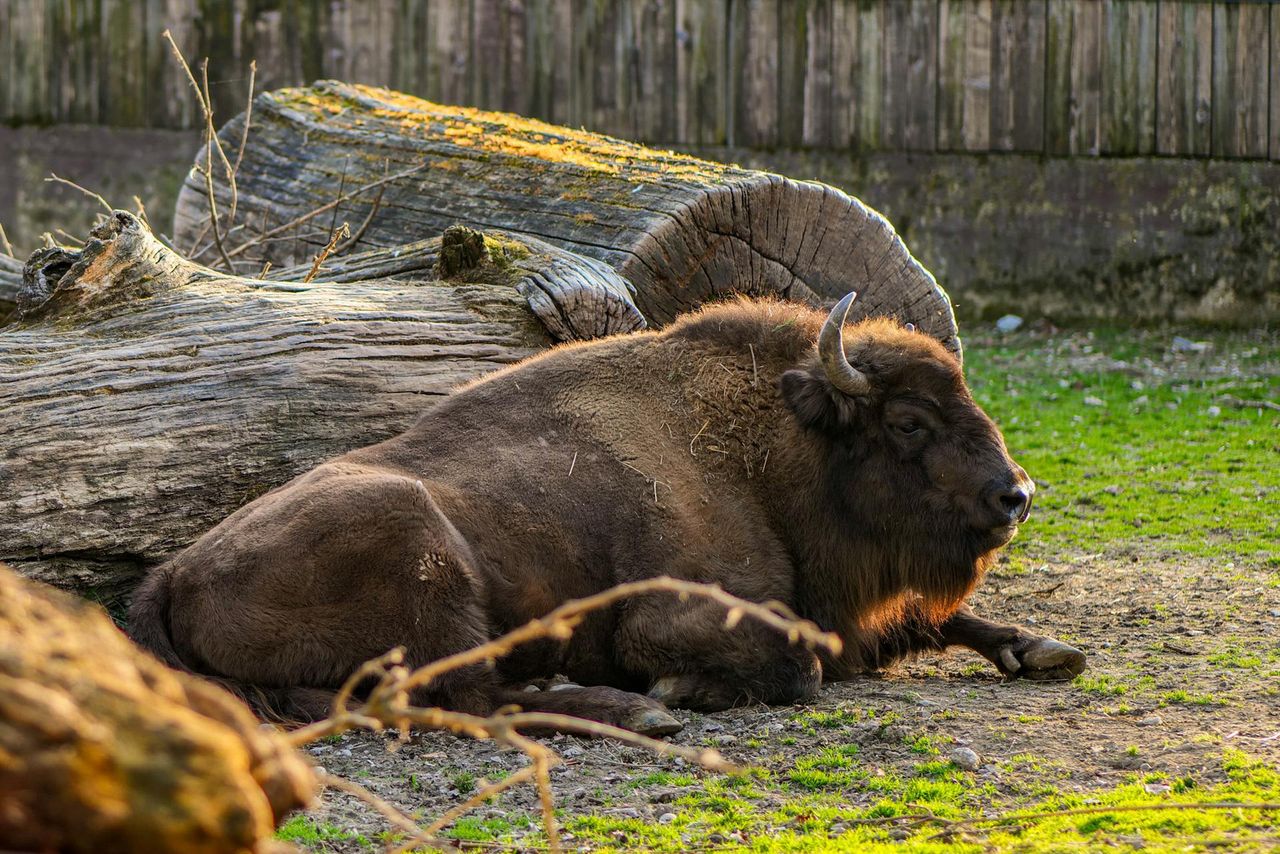 Wiadomo, na co zmarła żubrzyca. "Otrzymaliśmy wynik"