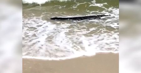 Bestia na plaży w USA. Turyści chwycili za telefony