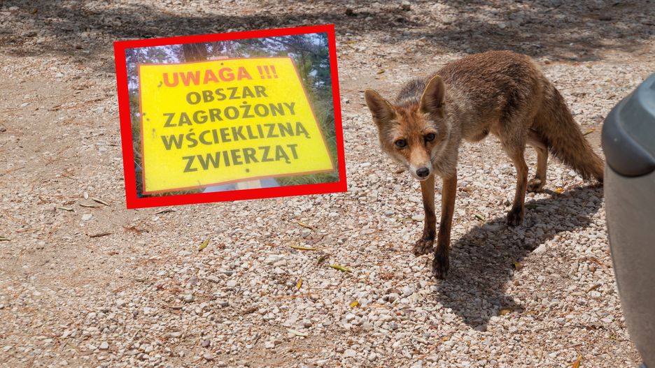 Wścieklizna na Lubelszczyźnie