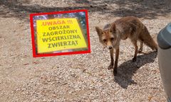 Wydano ostrzeżenie. Wścieklizna w jednym z województw