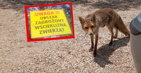 Wydano ostrzeżenie. Wścieklizna w jednym z województw