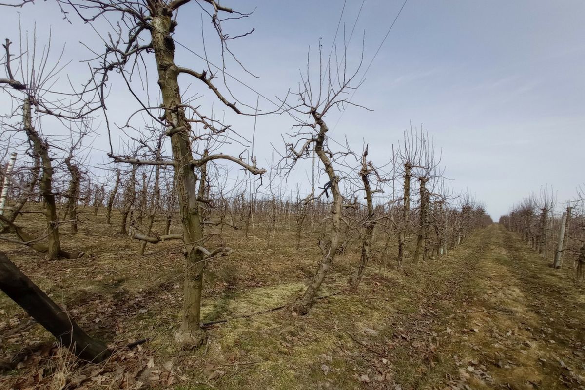 Pomoc dla rolników poszkodowanych przez przymrozki i grad