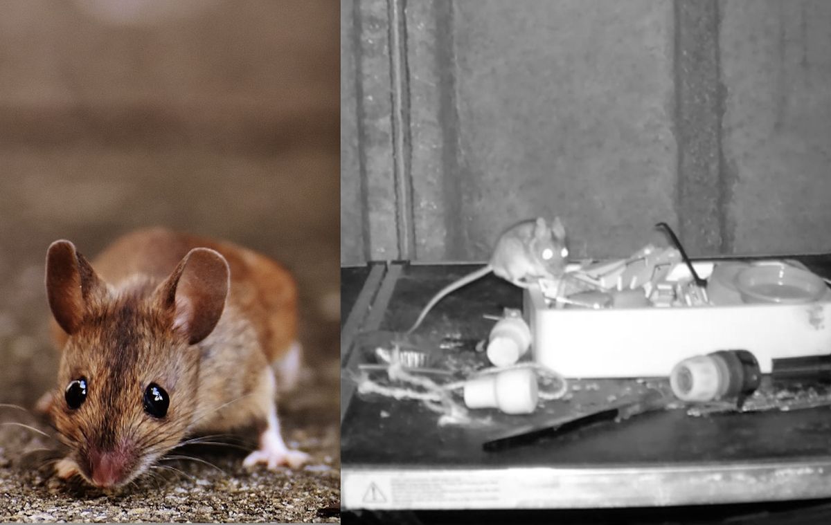 Mysz złapana przez kamerę z noktowizorem