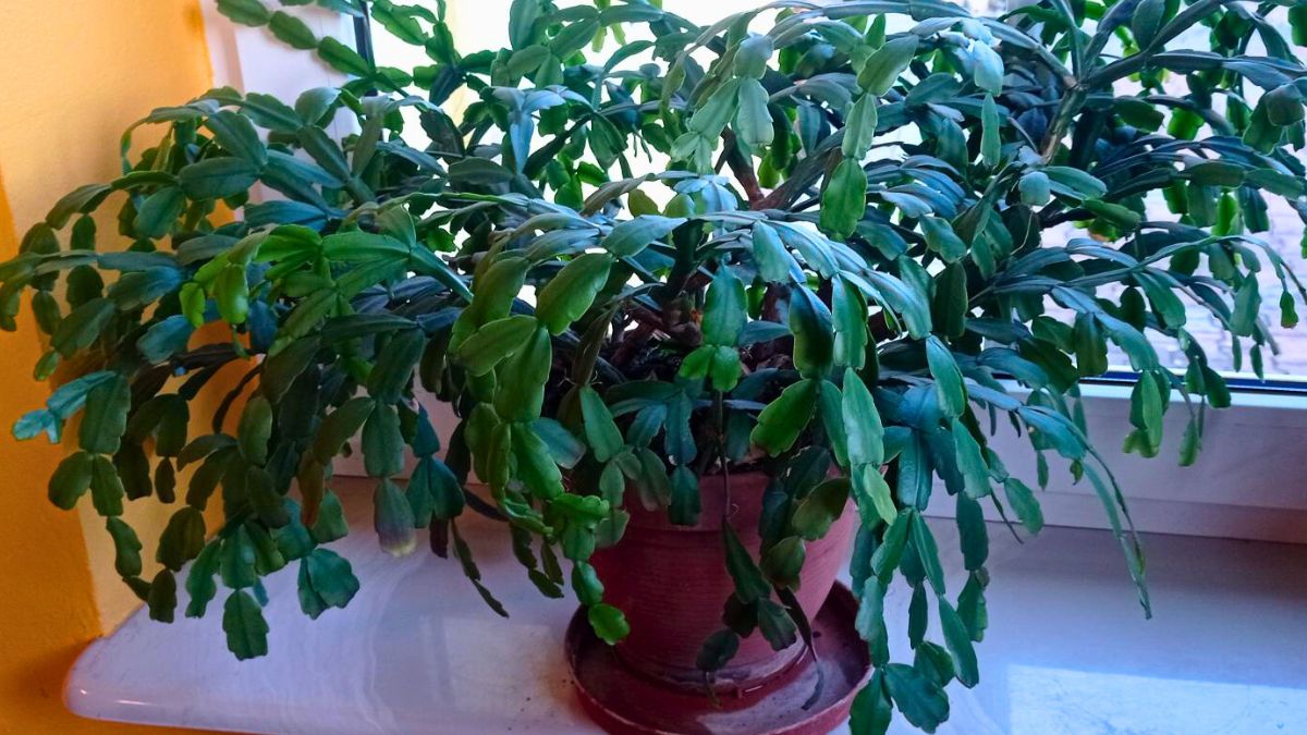 To idealny czas na pielęgnację grudnika, aby zakwitł bujnie.