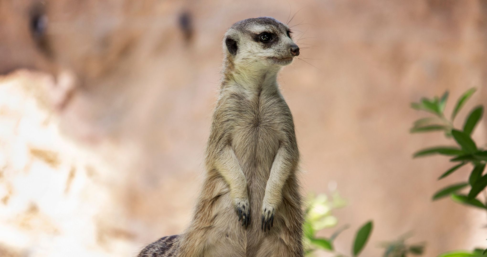 Surykatka (meerkat) – czujny strażnik swojej grupy