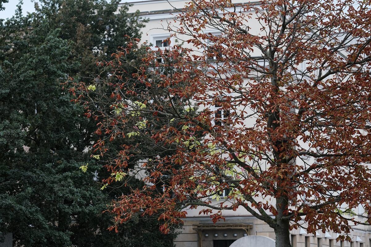 Kwitnący kasztanowiec na Placu Litewskim we wrześniu