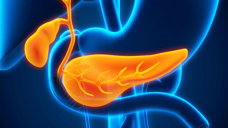 Trzustka wydziela insulinę