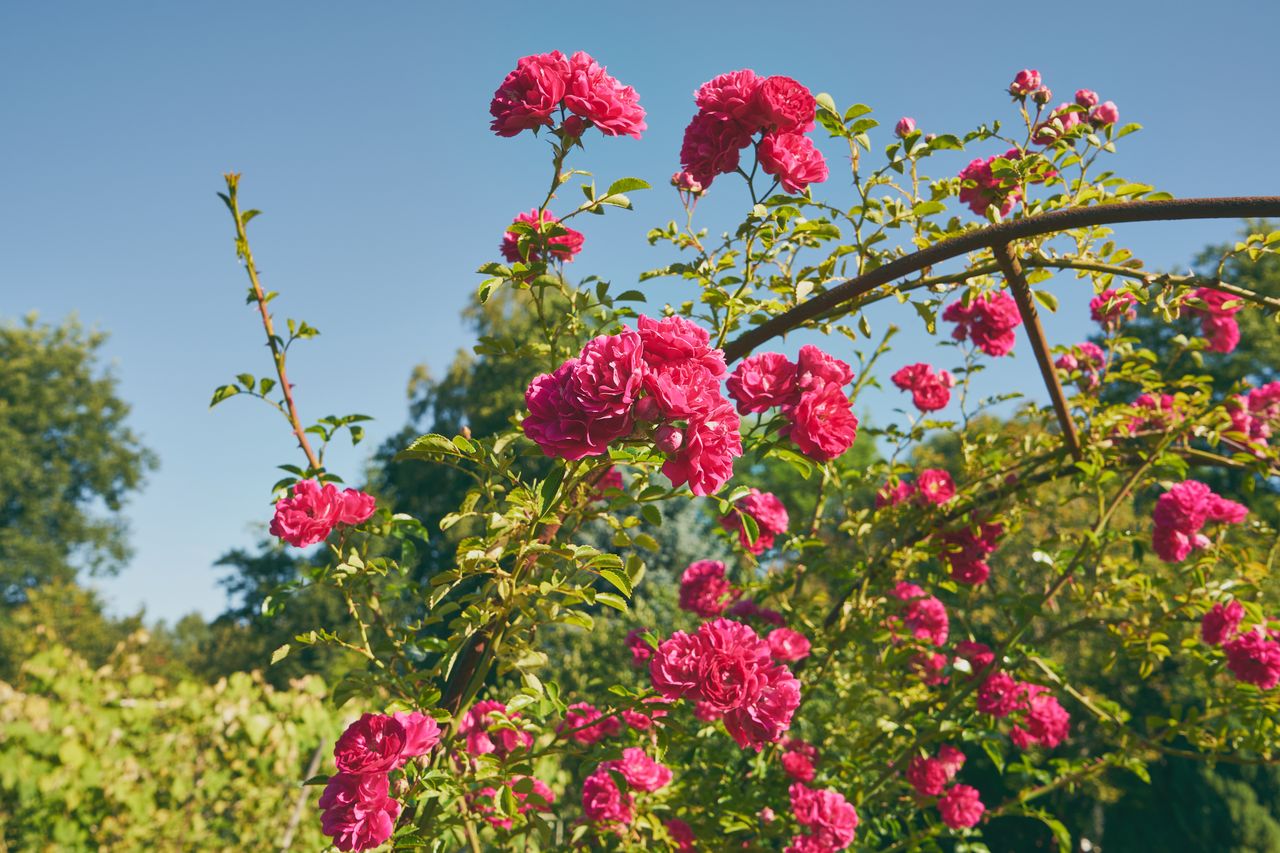 Fall care tips to ensure climbing roses bloom in summer