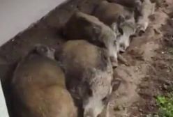 Wałbrzych. Dziki na wielkim osiedlu jak u siebie w domu. Ani dzikie, ani złe