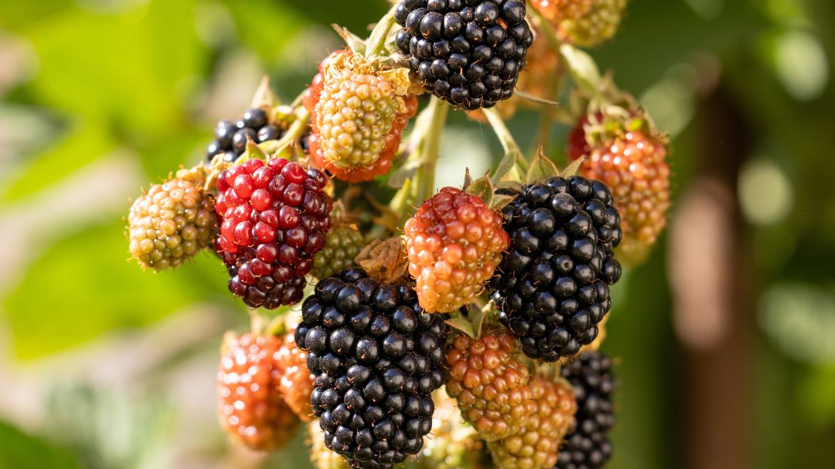 Jeżyny to zdrowe i smaczne owoce