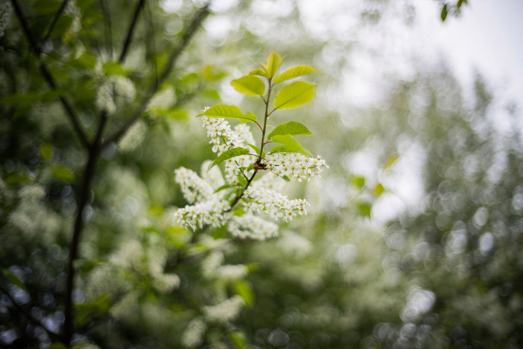 Apoteoza czterdziestu milimetrów, czyli Voigtländer Nokton 40 mm f/1,4 Classic 39