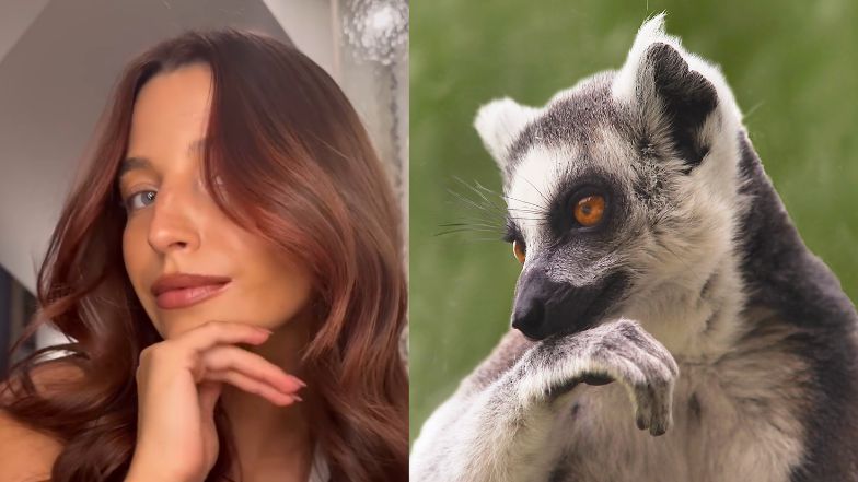 Lemury, które wyglądają jak Julia Wieniawa