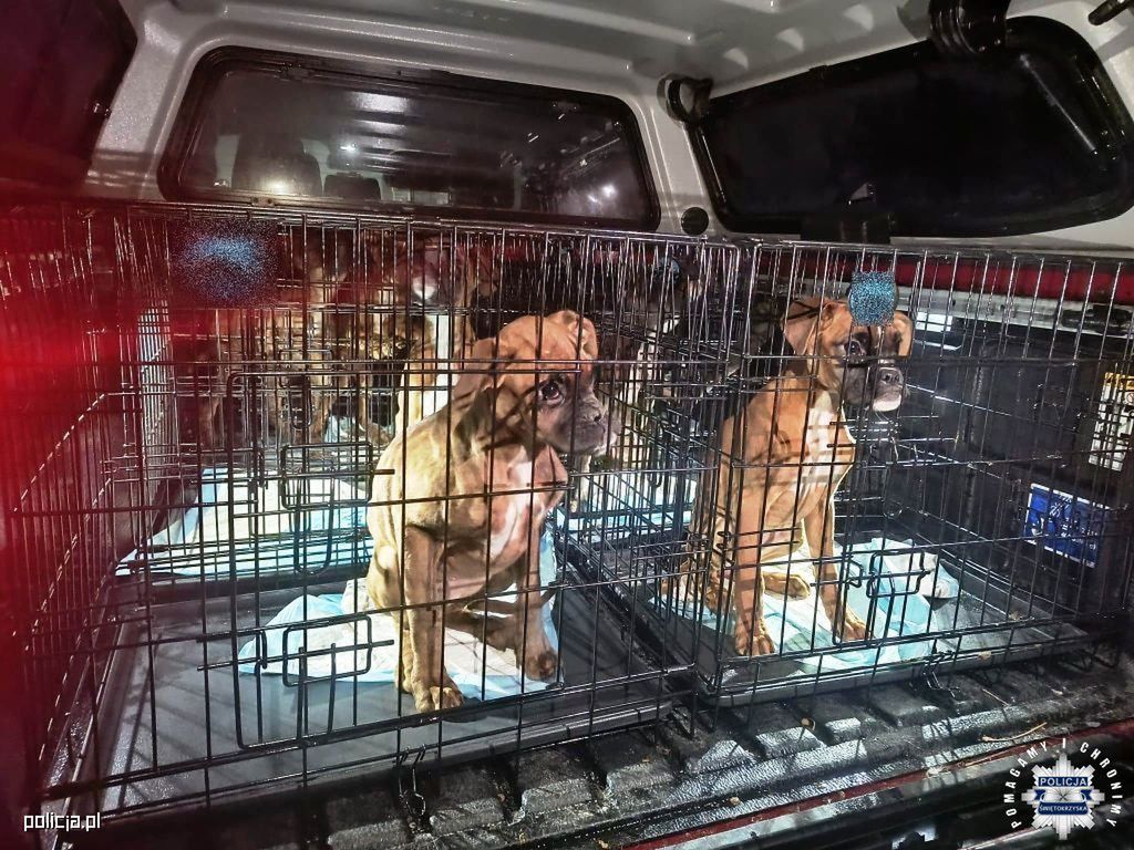 Koszmar za ogrodzeniem. Policja i fundacja odebrały 11 bokserów z nielegalnej hodowli