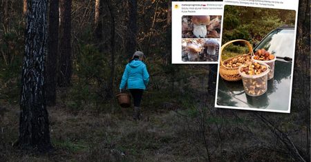 Wychodzą z pełnymi koszykami. "Mekka borowikowa"