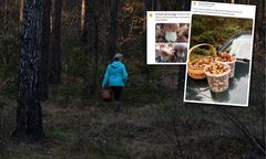 Wychodzą z pełnymi koszykami. "Mekka borowikowa"