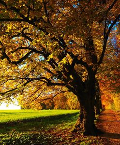 Czas myśleć o jesieni? Pogoda długoterminowa