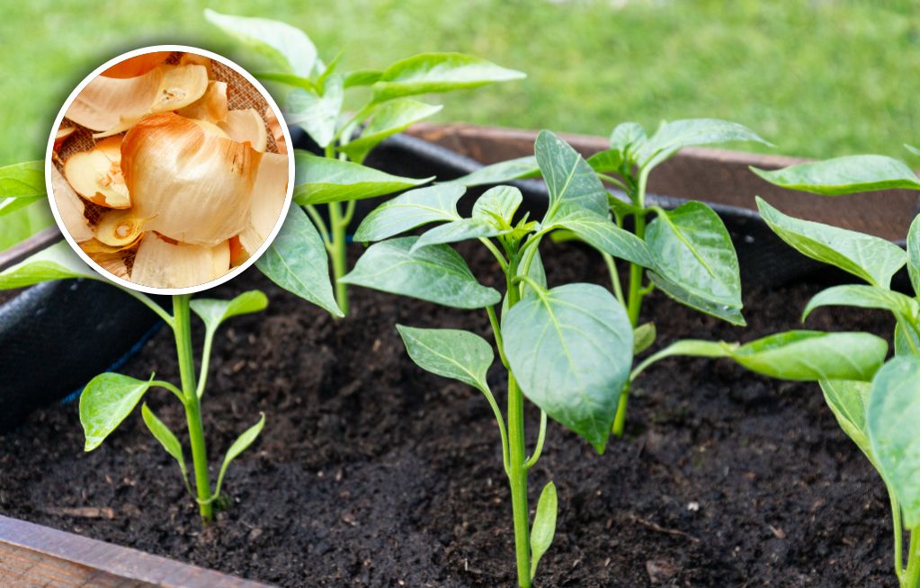 Optimale Anbautipps für reiche Paprika-Ernte im Garten
